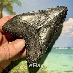 4.38 Megalodon Shark Tooth Large Shark Tooth No Restoration or Repair