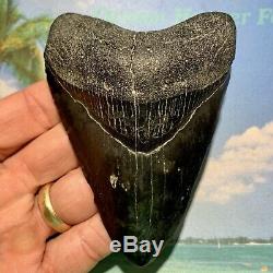 4.38 Megalodon Shark Tooth Large Shark Tooth No Restoration or Repair