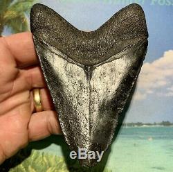 4.38 Megalodon Shark Tooth Large Shark Tooth No Restoration or Repair