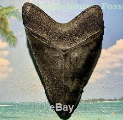 4.38 Megalodon Shark Tooth Large Shark Tooth No Restoration or Repair