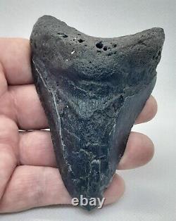 4.38 Monster Megalodon Shark Tooth, 100% Real, No Restorations