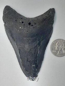 4.38 Monster Megalodon Shark Tooth, 100% Real, No Restorations