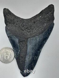 4.38 Monster Megalodon Shark Tooth, 100% Real, No Restorations