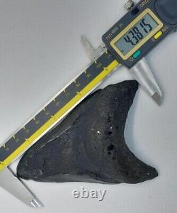 4.38 Monster Megalodon Shark Tooth, 100% Real, No Restorations