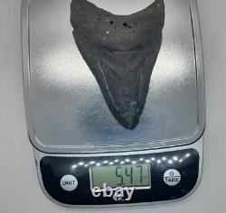 4.38 Monster Megalodon Shark Tooth, 100% Real, No Restorations