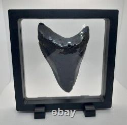 4.38 Monster Megalodon Shark Tooth, 100% Real, No Restorations