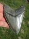 4-3/4 Inch Megalodon Shark Tooth Fossil Fish Teeth Sc Usa South Carolina Scuba