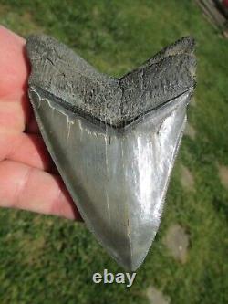 4-3/4 Inch MEGALODON SHARK TOOTH Fossil Fish Teeth SC USA SOUTH CAROLINA SCUBA
