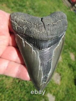 4-3/4 Inch MEGALODON SHARK TOOTH Fossil Fish Teeth SC USA SOUTH CAROLINA SCUBA