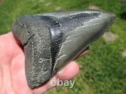 4-3/4 Inch MEGALODON SHARK TOOTH Fossil Fish Teeth SC USA SOUTH CAROLINA SCUBA