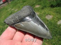 4-3/4 Inch MEGALODON SHARK TOOTH Fossil Fish Teeth SC USA SOUTH CAROLINA SCUBA
