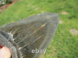4-3/4 Inch MEGALODON SHARK TOOTH Fossil Fish Teeth SC USA SOUTH CAROLINA SCUBA