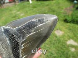4-3/4 Inch MEGALODON SHARK TOOTH Fossil Fish Teeth SC USA SOUTH CAROLINA SCUBA