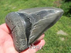 4-3/4 Inch MEGALODON SHARK TOOTH Fossil Fish Teeth SC USA SOUTH CAROLINA SCUBA