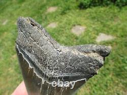 4-3/4 Inch MEGALODON SHARK TOOTH Fossil Fish Teeth SC USA SOUTH CAROLINA SCUBA