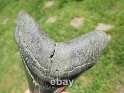 4-3/4 Inch MEGALODON SHARK TOOTH Fossil Fish Teeth SC USA SOUTH CAROLINA SCUBA