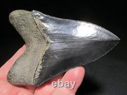 4-3/4 inch MEGALODON SHARK TOOTH Fossil Serrated Teeth SC MUSEUM QUALITY