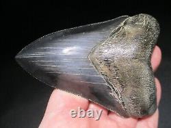 4-3/4 inch MEGALODON SHARK TOOTH Fossil Serrated Teeth SC MUSEUM QUALITY