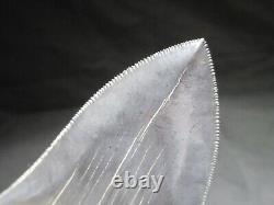 4-3/4 inch MEGALODON SHARK TOOTH Fossil Serrated Teeth SC MUSEUM QUALITY