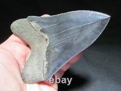 4-3/4 inch MEGALODON SHARK TOOTH Fossil Serrated Teeth SC MUSEUM QUALITY