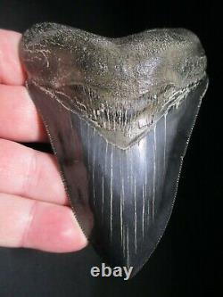 4-3/4 inch MEGALODON SHARK TOOTH Fossil Serrated Teeth SC MUSEUM QUALITY