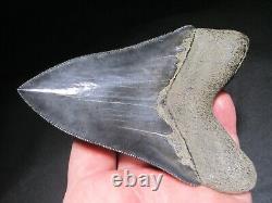 4-3/4 inch MEGALODON SHARK TOOTH Fossil Serrated Teeth SC MUSEUM QUALITY