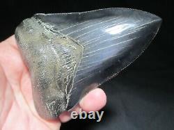 4-3/4 inch MEGALODON SHARK TOOTH Fossil Serrated Teeth SC MUSEUM QUALITY