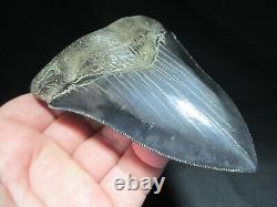 4-3/4 inch MEGALODON SHARK TOOTH Fossil Serrated Teeth SC MUSEUM QUALITY