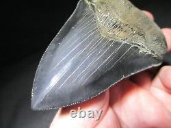 4-3/4 inch MEGALODON SHARK TOOTH Fossil Serrated Teeth SC MUSEUM QUALITY