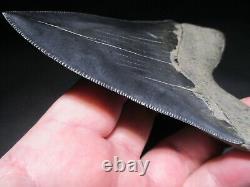 4-3/4 inch MEGALODON SHARK TOOTH Fossil Serrated Teeth SC MUSEUM QUALITY