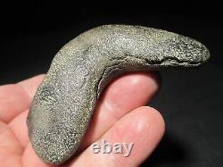 4-3/4 inch MEGALODON SHARK TOOTH Fossil Serrated Teeth SC MUSEUM QUALITY