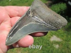 4-3/8 Inch MEGALODON SHARK TOOTH Fossil Fish Teeth SC USA SOUTH CAROLINA SCUBA