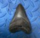 4.3 Inch Megalodon Shark Tooth Fossil From Sc