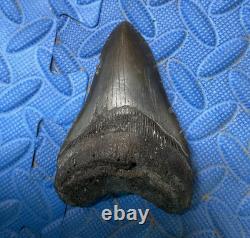 4.3 inch megalodon shark tooth fossil from SC