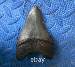 4.3 inch megalodon shark tooth fossil from SC
