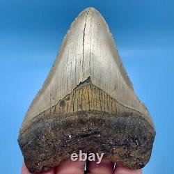 4.40 Megalodon Shark Tooth Golden Bourlette No Restoration or Repair