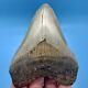 4.40 Megalodon Shark Tooth Golden Bourlette No Restoration Or Repair
