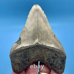 4.40 Megalodon Shark Tooth Golden Bourlette No Restoration or Repair