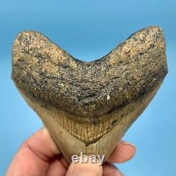 4.40 Megalodon Shark Tooth Golden Bourlette No Restoration or Repair