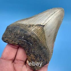 4.40 Megalodon Shark Tooth Golden Bourlette No Restoration or Repair