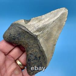 4.40 Megalodon Shark Tooth Golden Bourlette No Restoration or Repair