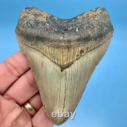 4.40 Megalodon Shark Tooth Golden Bourlette No Restoration or Repair