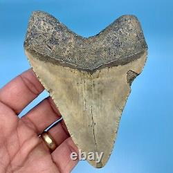 4.40 Megalodon Shark Tooth Golden Bourlette No Restoration or Repair