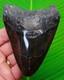 4.40 Megalodon Shark Tooth Real Fossil No Restorations Sharks Teeth