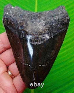 4.40 Megalodon Shark Tooth Real Fossil NO RESTORATIONS Sharks Teeth