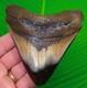4.40 Megalodon Shark Tooth Real Fossil No Restorations Sharks Teeth