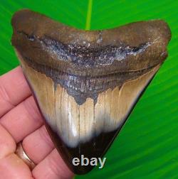 4.40 Megalodon Shark Tooth Real Fossil NO RESTORATIONS Sharks Teeth