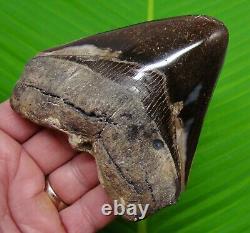 4.40 Megalodon Shark Tooth Real Fossil NO RESTORATIONS Sharks Teeth