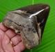 4.40 Megalodon Shark Tooth Real Fossil No Restorations Sharks Teeth