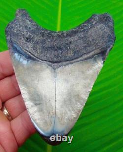 4.40 Megalodon Shark Tooth Real Fossil NO RESTORATIONS Sharks Teeth